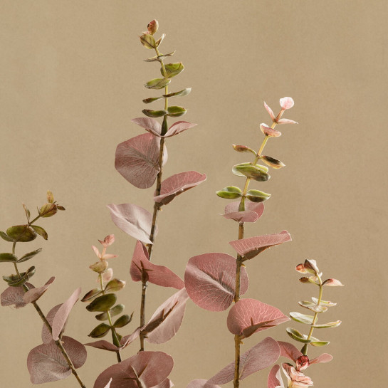 Eucalyptus
